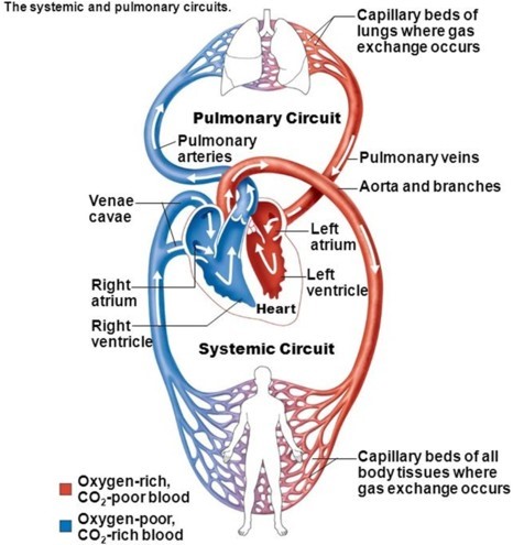 Review Anatomy & Physiology Biology Diagrams