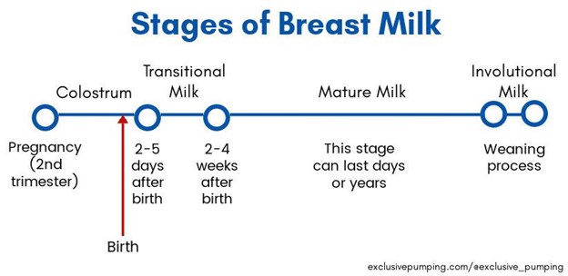 Stages of Breast Milk