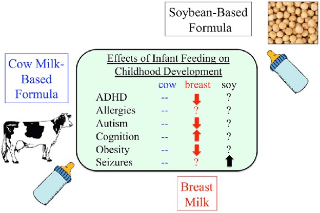 Infant Formula